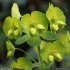 Euphorbia amygdaloides - inflorescence