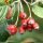 Sorbus aria - fruits