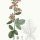 Rubus fruticosus - wikimedia commons