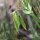 Lathyrus cicera - fruits