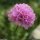 Armeria alpina - inflorescence