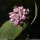 Allium lusitanicum - inflorescence