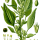 Amaranthus retroflexus - wikimedia commons