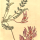 Astragalus monspessulanus - wikimedia commons