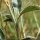 Trifolium alpestre - stipule