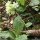 Primula elatior subsp. elatior