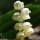 Convallaria majalis - fleurs