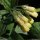 Symphytum tuberosum - fleurs