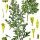 Artemisia absinthium - wikimedia commons