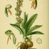 Orchis anthropophora - wikimedia commons
