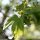 Acer campestre - inflorescence