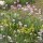 Allium schoenoprasum et Saxifraga aizoides