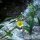 Ludwigia peploides subsp. montevidensis - tige, fleur