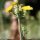 Picris hieracioides - inflorescence