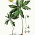 Anemone ranunculoides - wikimedia commons