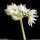 Allium ursinum - inflorescence
