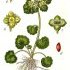 Chrysosplenium alternifolium - wikimedia commons