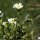 Cistus monspeliensis - fleur