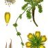 Geum reptans - wikimedia commons