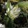 Allium chamaemoly - inflorescence
