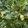 Quercus robur - feuilles, fruits
