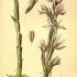 Limodorum abortivum - wikimedia commons