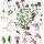 Thymus serpyllum - wikimedia commons