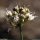 Allium ericetorum - fruits