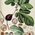 Ficus carica - wikimedia commons