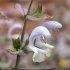 Salvia sclarea - fleur
