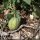 Aristolochia pistolochia - fruit