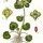 Chrysosplenium alternifolium - wikimedia commons