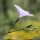 Linum narbonense - fleur