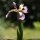 Iris foetidissima - fleur