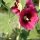 Alcea rosea - fleur