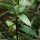 Campanula glomerata - feuilles