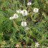 Trifolium montanum - Bjoertvedt, wikimedia commons