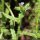 Lycopsis arvensis - tige, feuilles