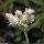 Antennaria dioica - inflorescence femelle (fruits)
