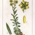 Saxifraga aizoides - wikimedia commons