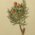 Juniperus phoenicea - wikimedia commons