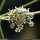Cervaria rivini - fleurs