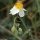 Helianthemum apenninum - fleur