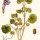 Glechoma hederacea - wikimedia commons