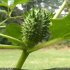Datura stramonium - fruit