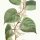 Reynoutria japonica - wikimedia commons