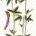 Trifolium alpestre - wikimedia commons