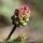 Poterium sanguisorba - fleur femelle