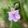 Erodium ciconium - fleur
