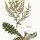Verbascum sinuatum - wikimedia commons